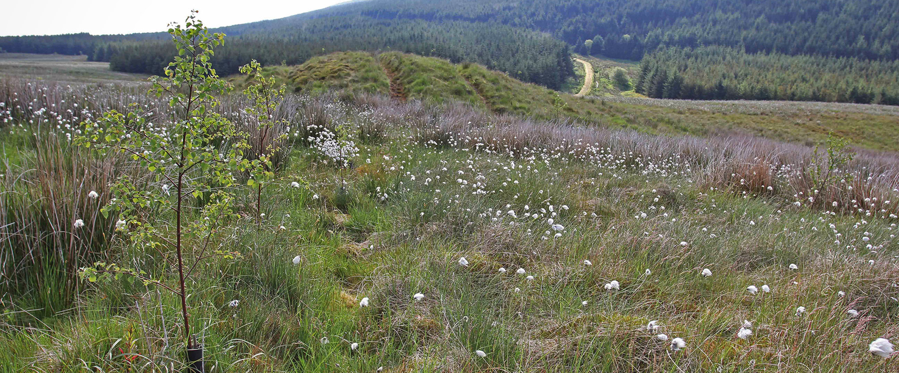 Caledonian Wildlands - Our Objectives